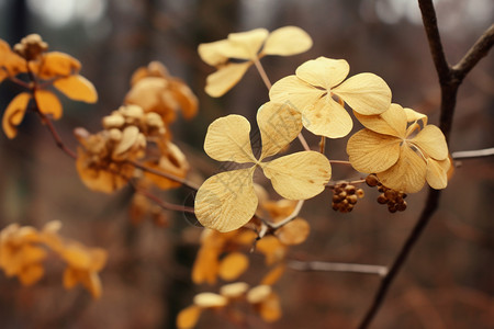 森林中的金色树叶图片