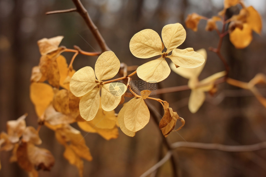 户外森林中的金色树叶图片