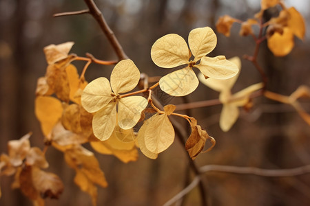 户外森林中的金色树叶背景图片