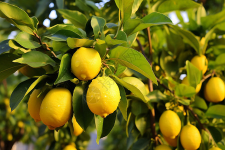 果园中的柠檬树图片