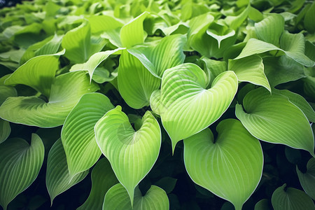 美丽的绿色植物图片