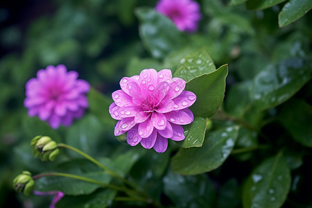 花园的紫罗兰背景图片