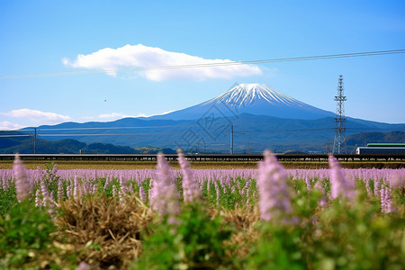 紫色日本银莲花壮阔的日本富士山背景