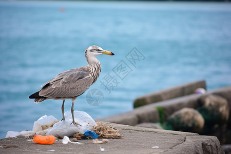 生物垃圾在岸边的海鸟背景