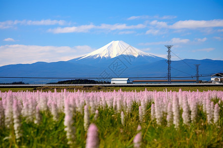 东京壮丽的富士山背景图片