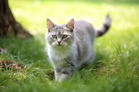 草地上可爱的猫咪图片