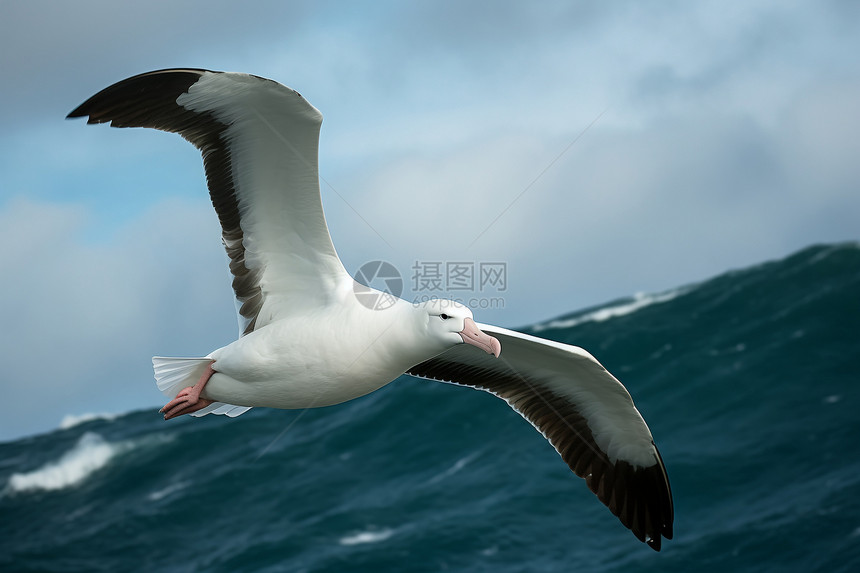 海洋上飞翔的海鸥图片