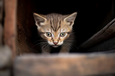 可爱的动物小猫图片