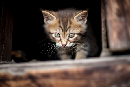 幼小的动物小猫图片