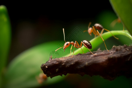 户外的昆虫蚂蚁图片