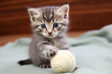 玩毛线团猫咪玩毛线球的猫咪幼崽背景