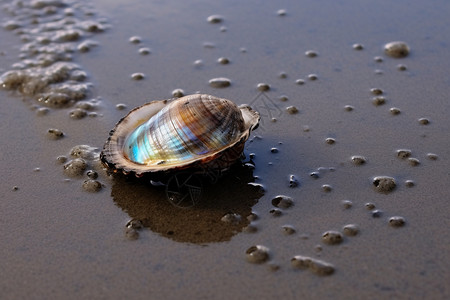 沙滩上绚丽的贝壳图片