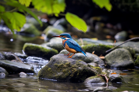 溪边岩石上的翠鸟高清图片