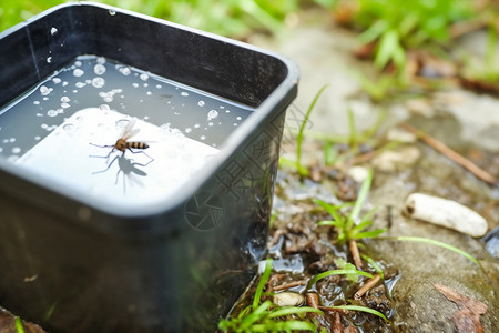 脏水桶里的蚊子高清图片