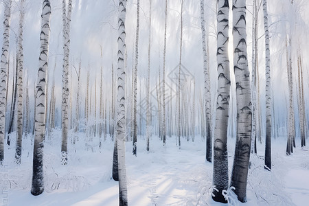 寒冷的白桦林图片