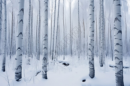 冰天雪地的森林图片