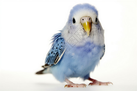 站立的蓝色小鸟背景图片