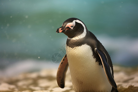 冬天的企鹅图片