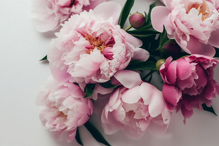 粉红色牡丹花束背景图片