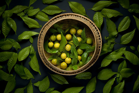 农村新鲜采摘的绿色茶叶图片