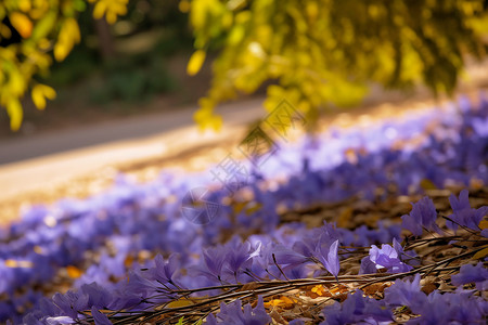 地面上紫色的花朵背景图片
