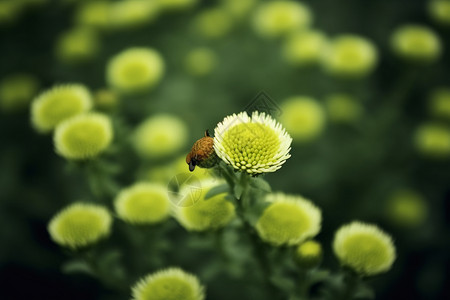 绿色的小花图片