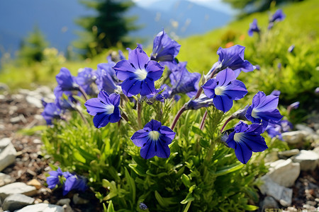 长白山高山花园野外花朵植物背景