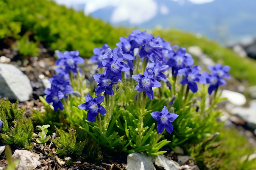 山间中的蓝色花朵图片