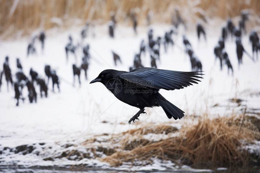 冬季飞行的乌鸦图片