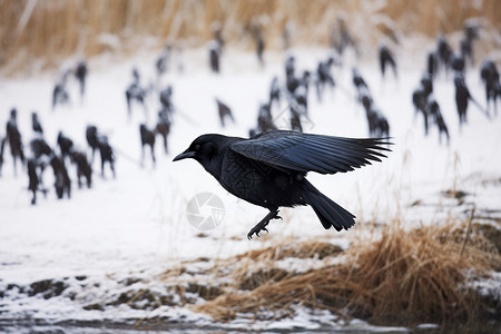 冬季飞行的乌鸦图片