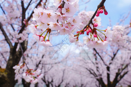 粉红色樱花树日本春天樱花树背景