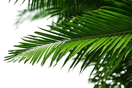 热带的自然植物背景图片