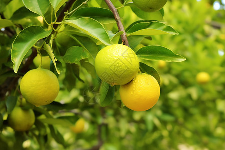 树木上成熟的柠檬图片
