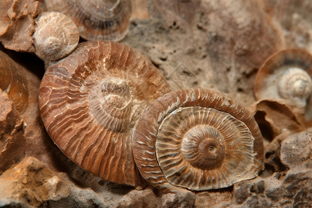 考古学的动物化石背景图片