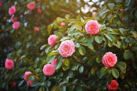 玫瑰花花素材山茶花背景