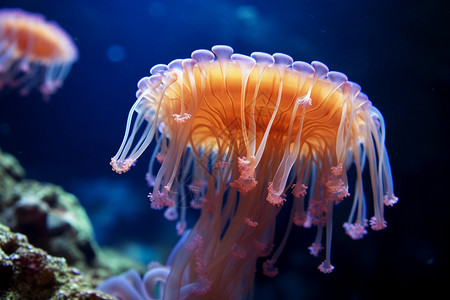 深海水母水族馆水母海高清图片