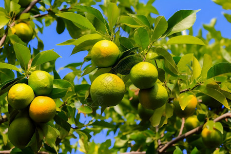 夏天果园中的柠檬树图片