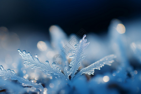 特写镜头寒冷的冬季冰冻的雪花设计图片