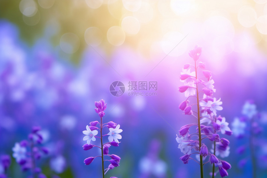 浪漫紫色的花园场景图片
