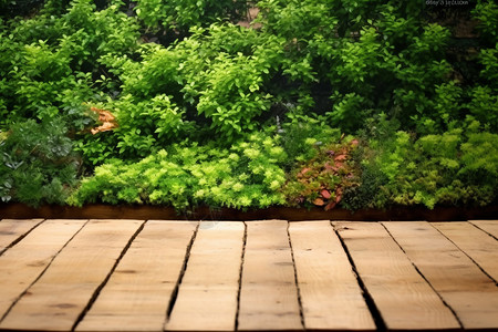 绿植背景图片