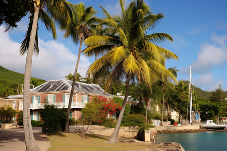 小岛上的椰树图片