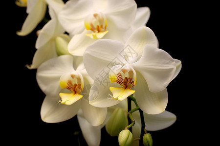 盛开的白色兰花背景图片