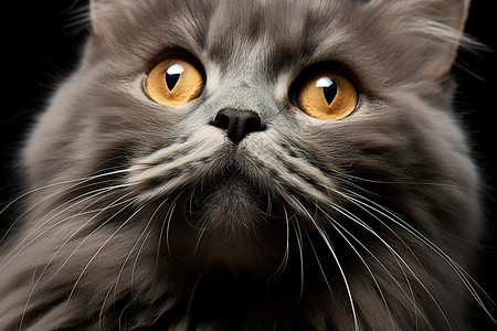 乖巧的灰色宠物猫背景图片