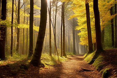 秋天的森林国家森林保护区高清图片