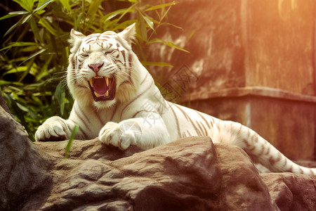 凶猛的白虎背景图片