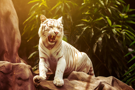 动物园里圈养的白虎背景图片