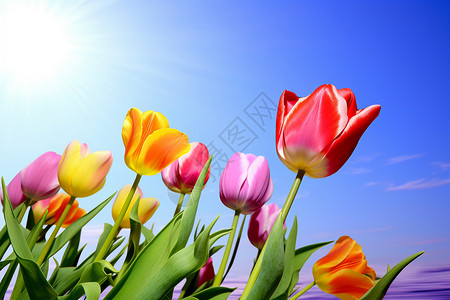 五颜六色的花朵美丽的郁金香设计图片