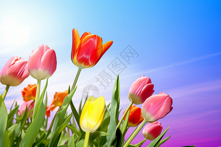 五颜六色的郁金香花朵图片