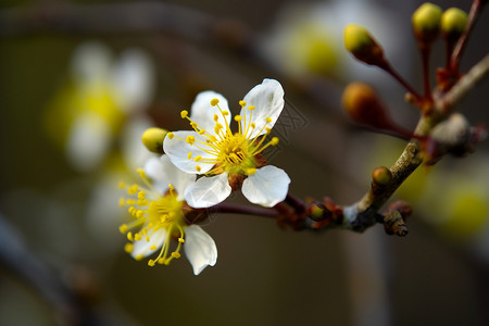春天盛开的山茱萸花背景图片