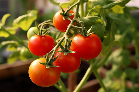 成熟的番茄果实图片